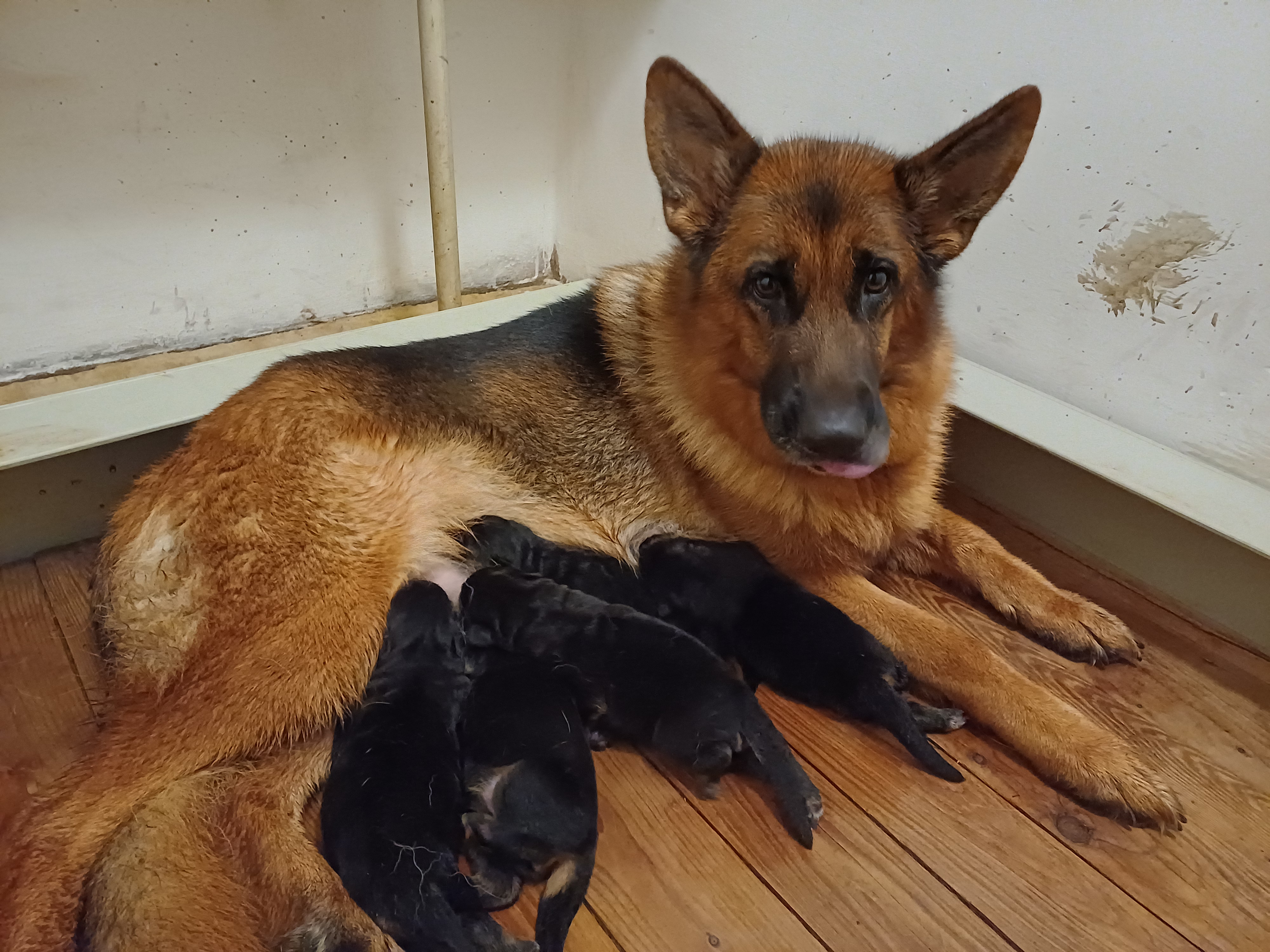 Stenata Galla Jihland 2025 1